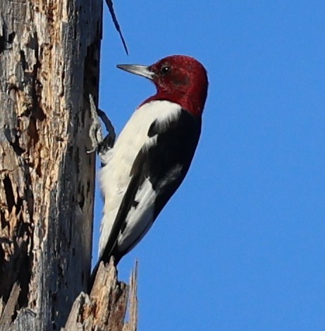 Red-headed Woodpecker - ML638919240