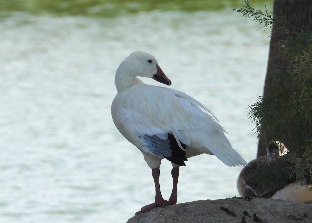 Snow Goose - ML638919248