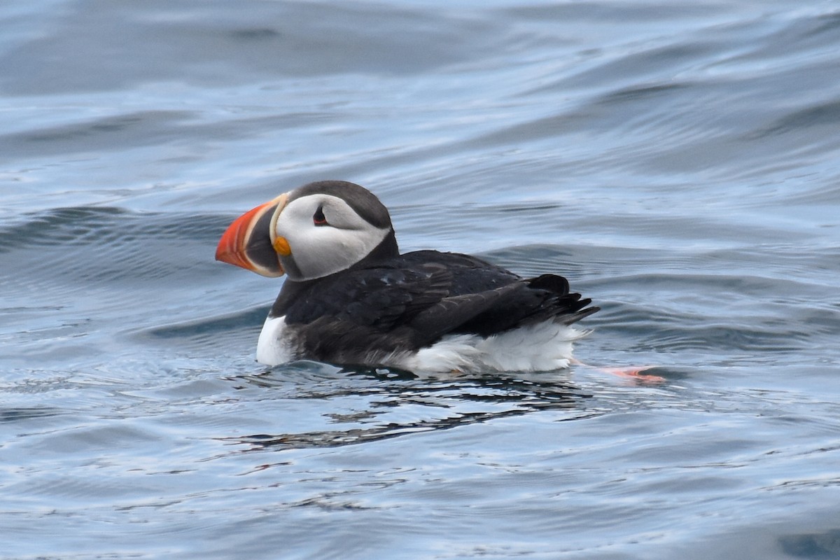 Atlantic Puffin - ML638919256