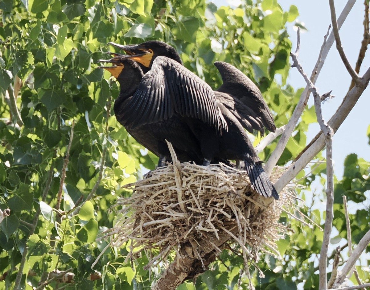 Cormoran à aigrettes - ML638919260