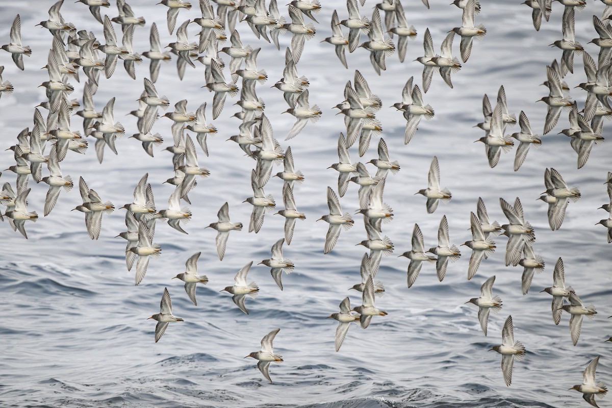 Purple Sandpiper - ML638919267