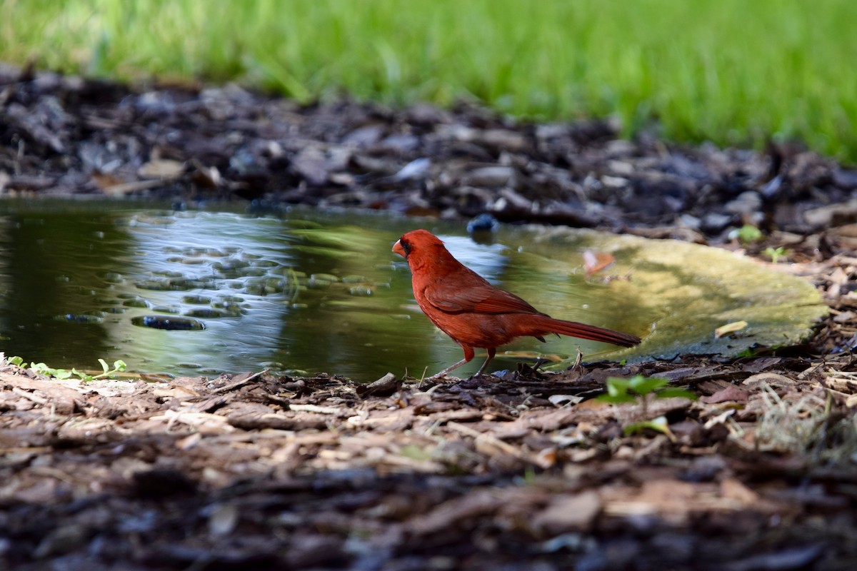 Northern Cardinal - ML638919273