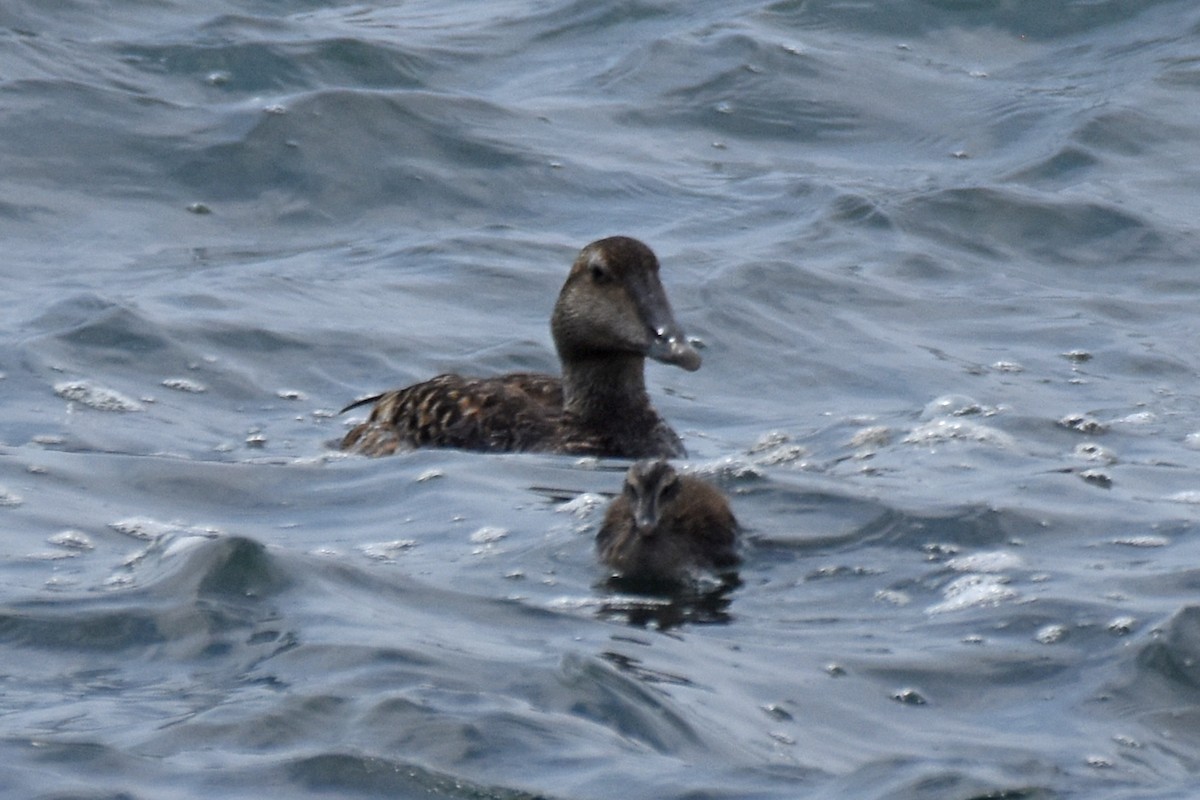 Common Eider - ML638919275