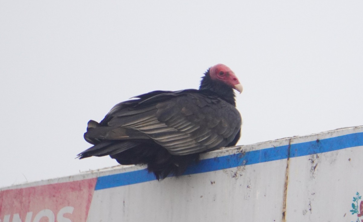 Urubu à tête rouge - ML638919289