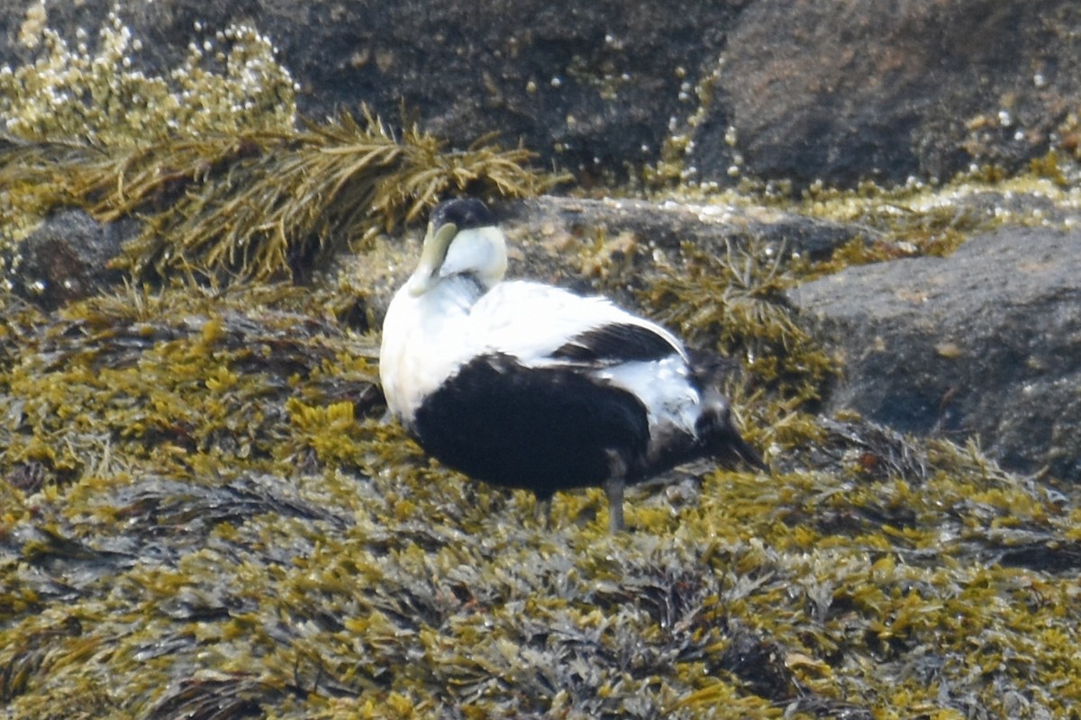 Common Eider - ML638919296
