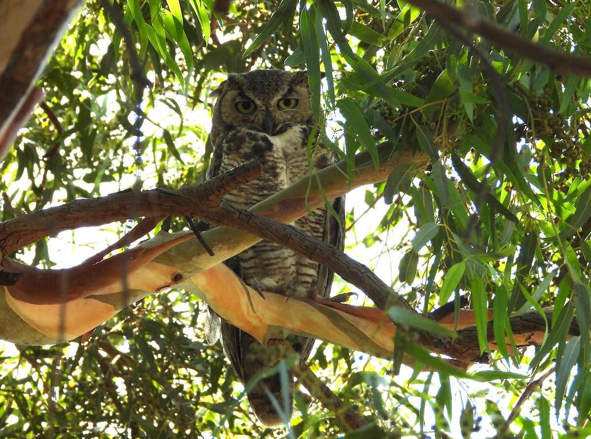 Great Horned Owl - ML638919302
