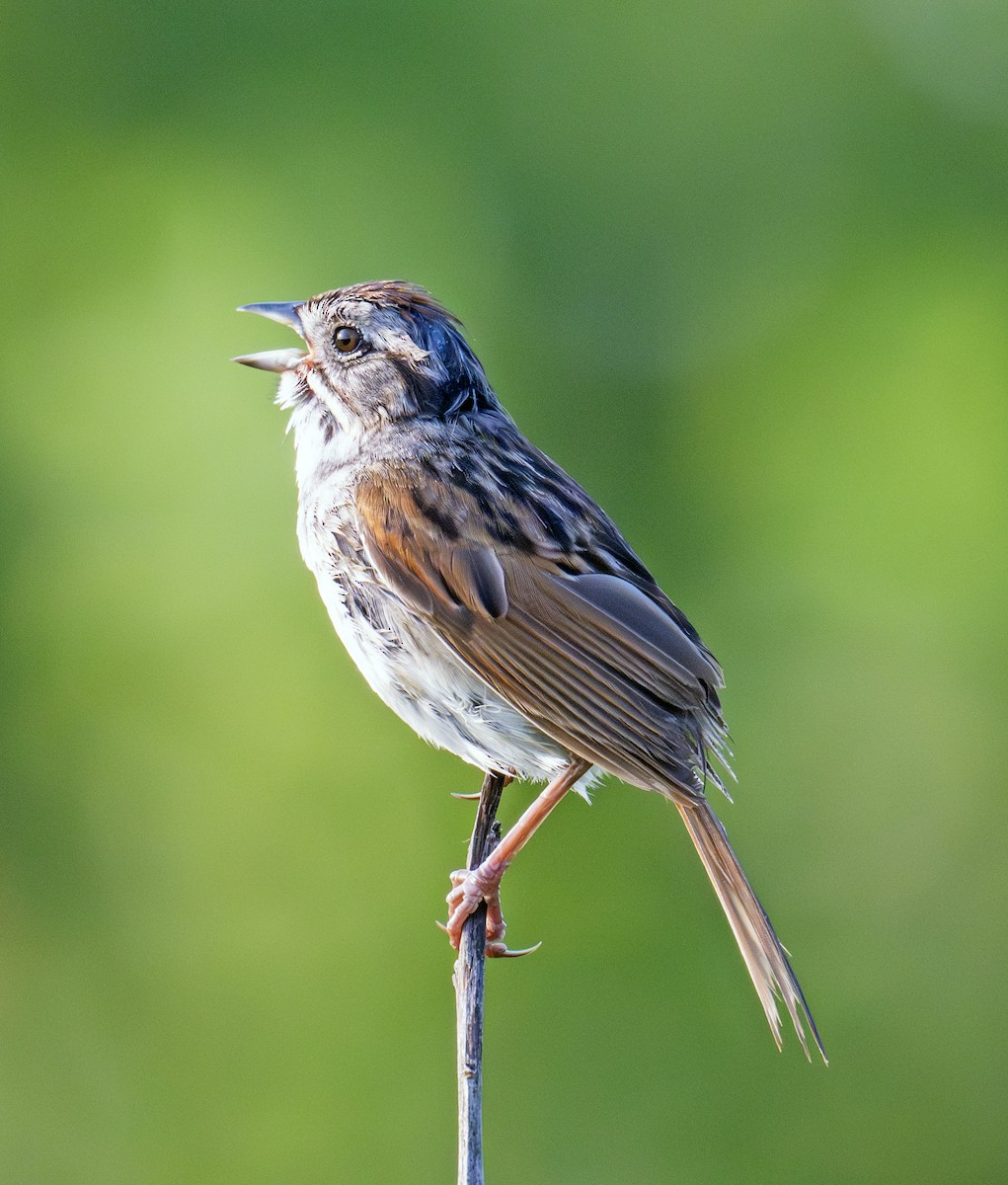 Swamp Sparrow - ML638919309
