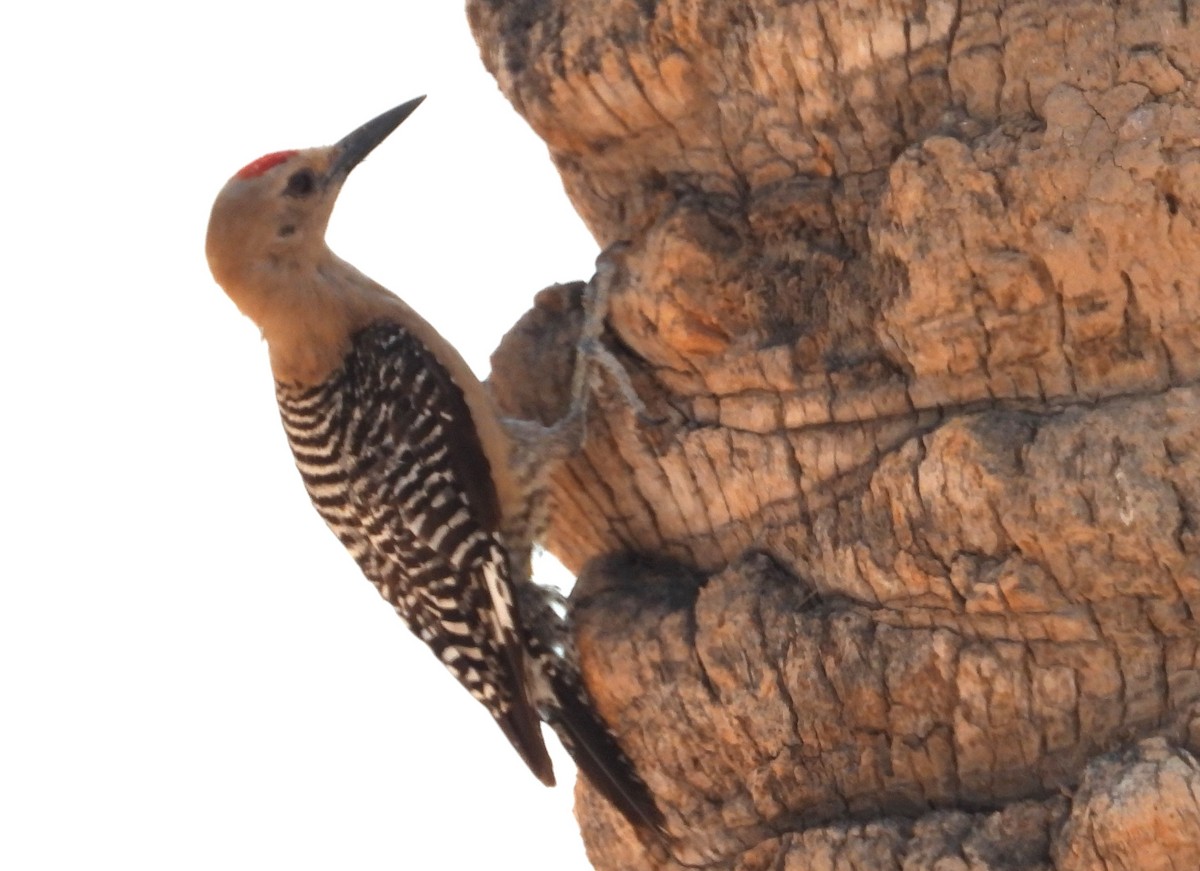 Gila Woodpecker - ML638919316