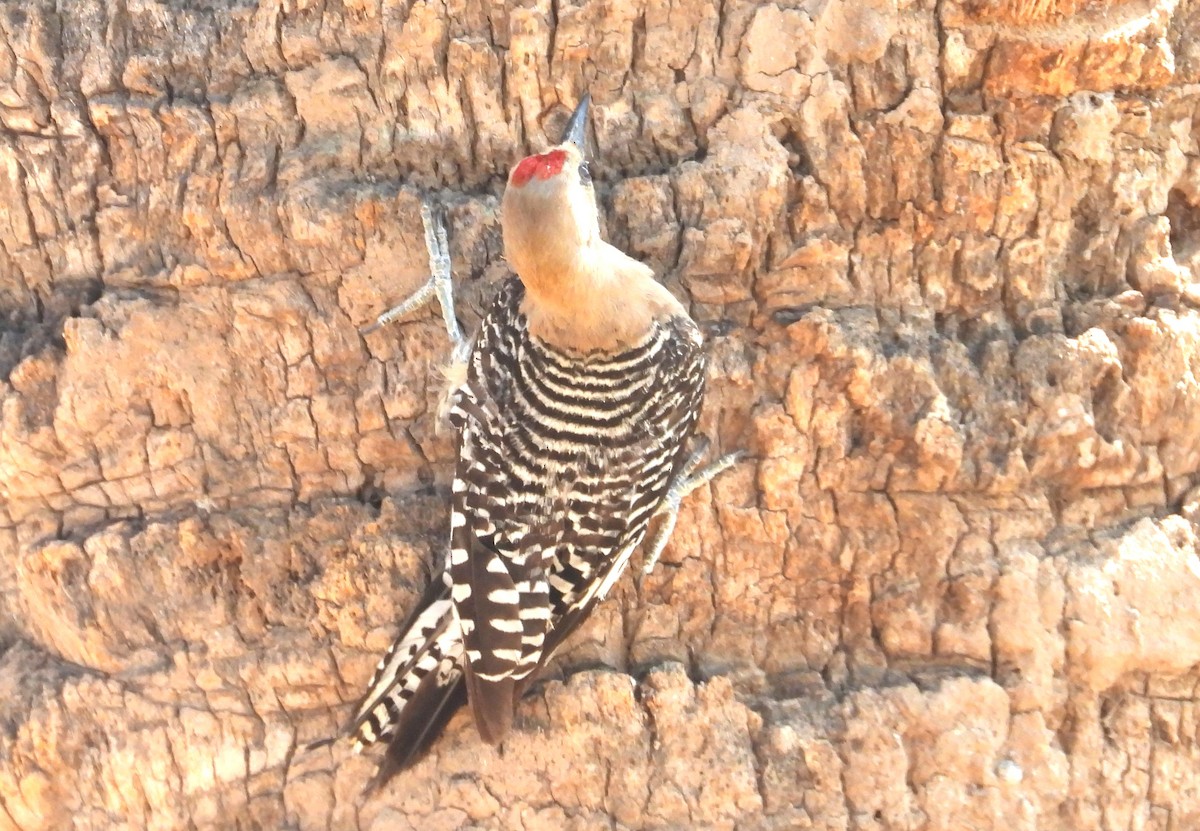 Gila Woodpecker - ML638919317