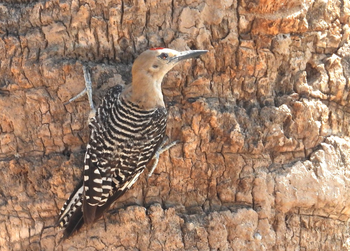 Gila Woodpecker - ML638919318