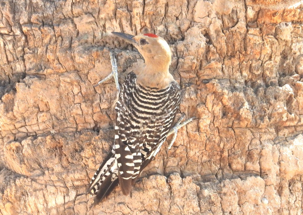 Gila Woodpecker - ML638919319