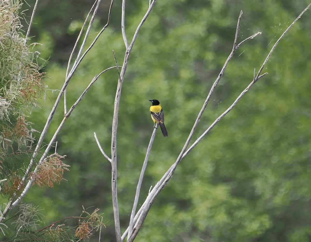 Turpial de Audubon - ML638919322