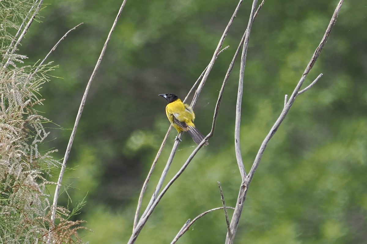 Turpial de Audubon - ML638919332