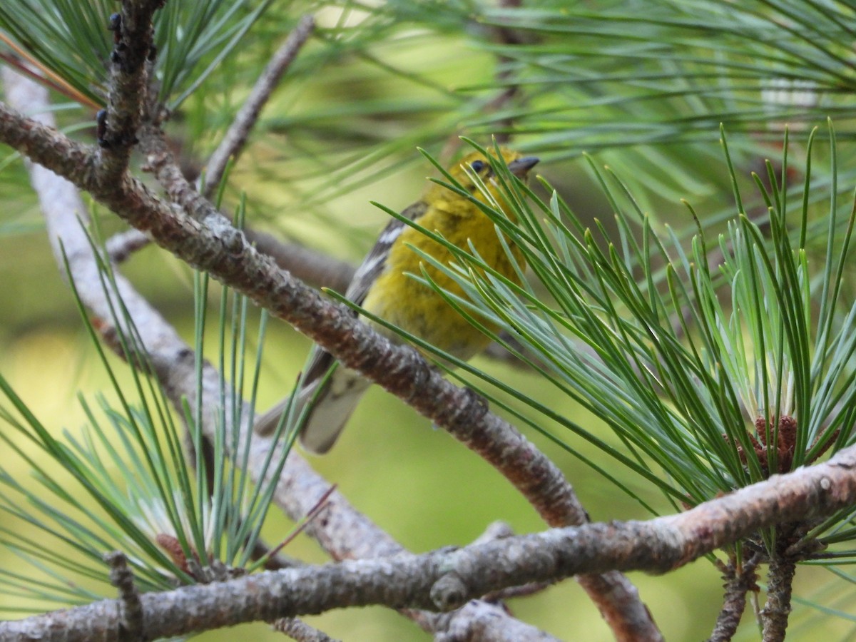 Pine Warbler - ML638919348