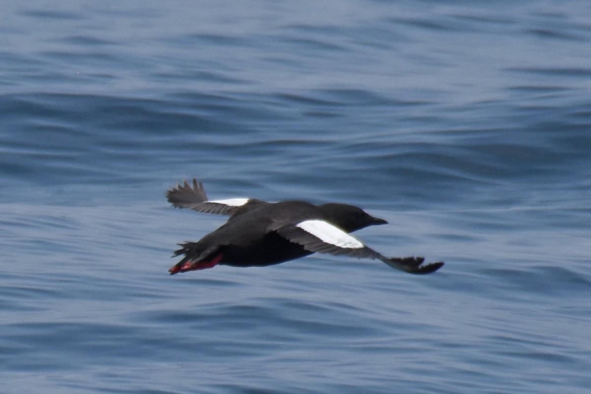 Black Guillemot - ML638919358