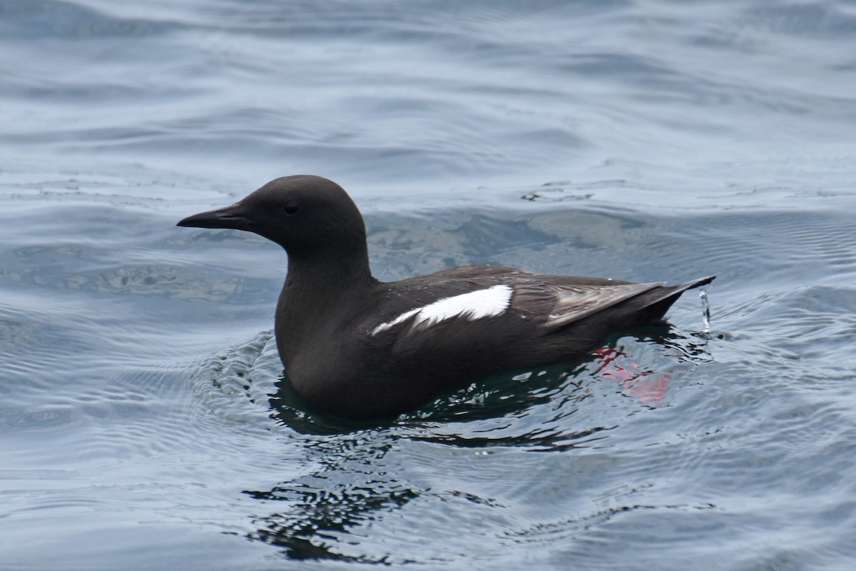Black Guillemot - ML638919385