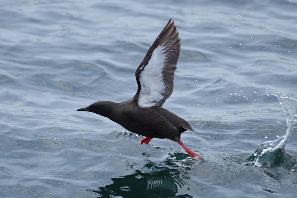 Black Guillemot - ML638919392