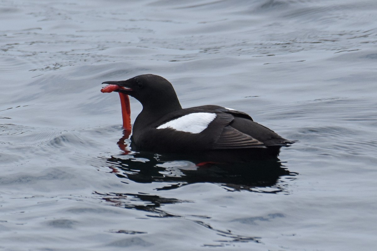 Black Guillemot - ML638919395