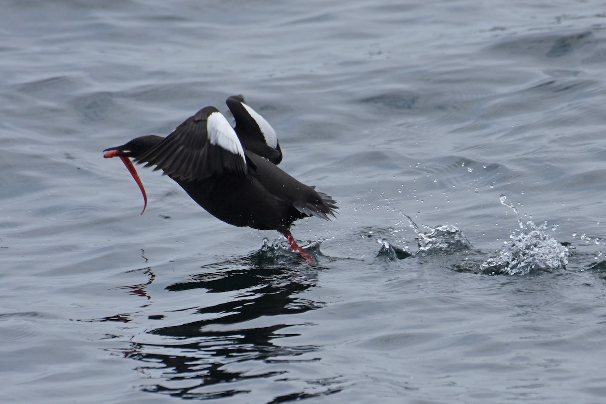 Black Guillemot - ML638919400