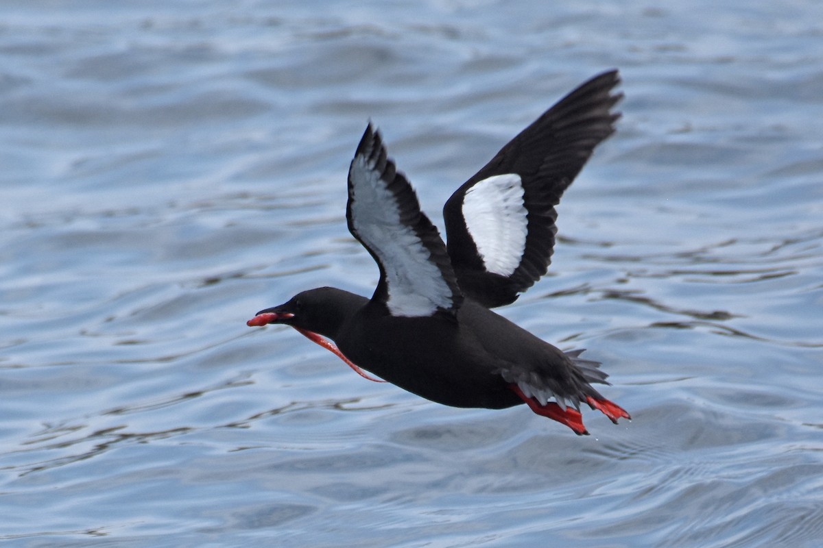 Black Guillemot - ML638919406