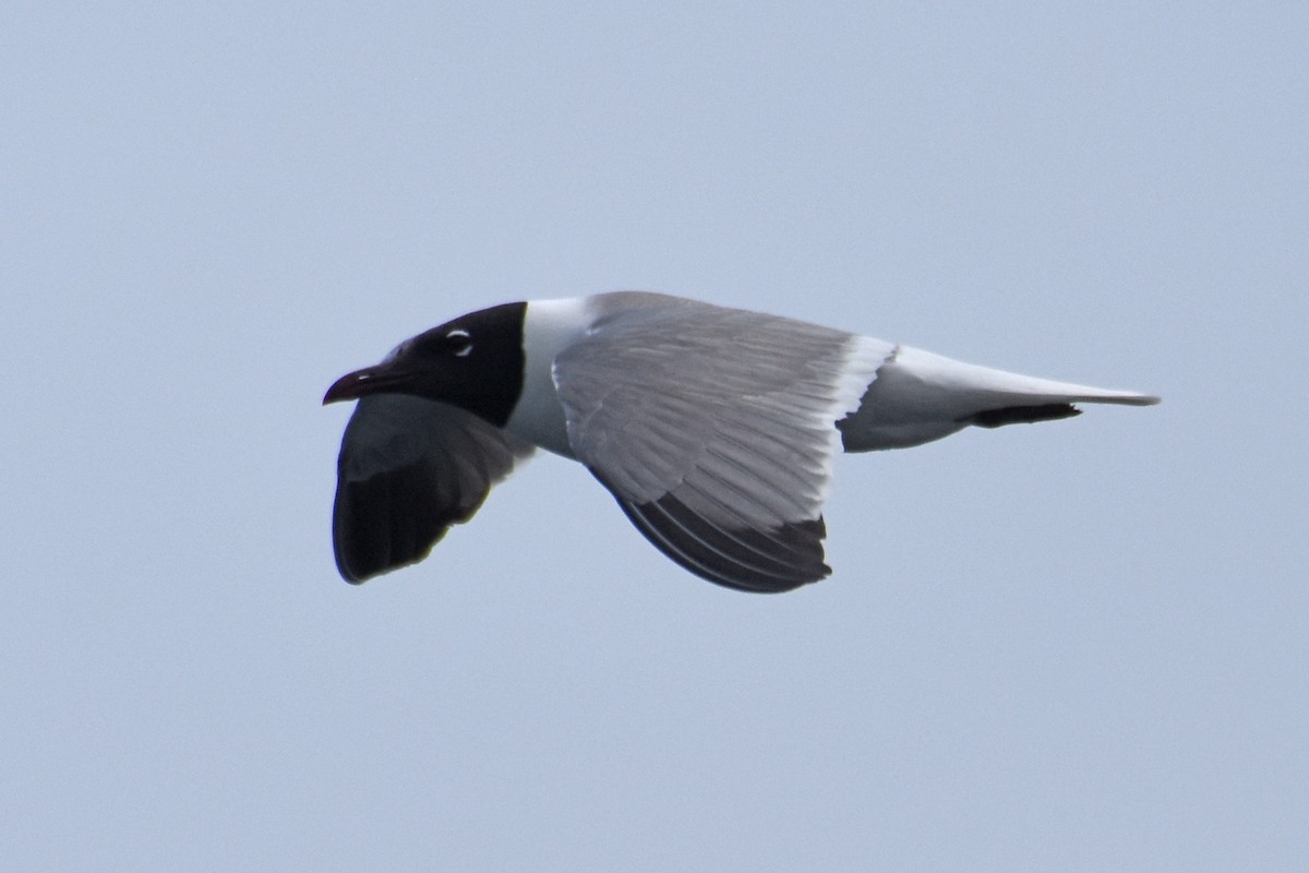Laughing Gull - ML638919431