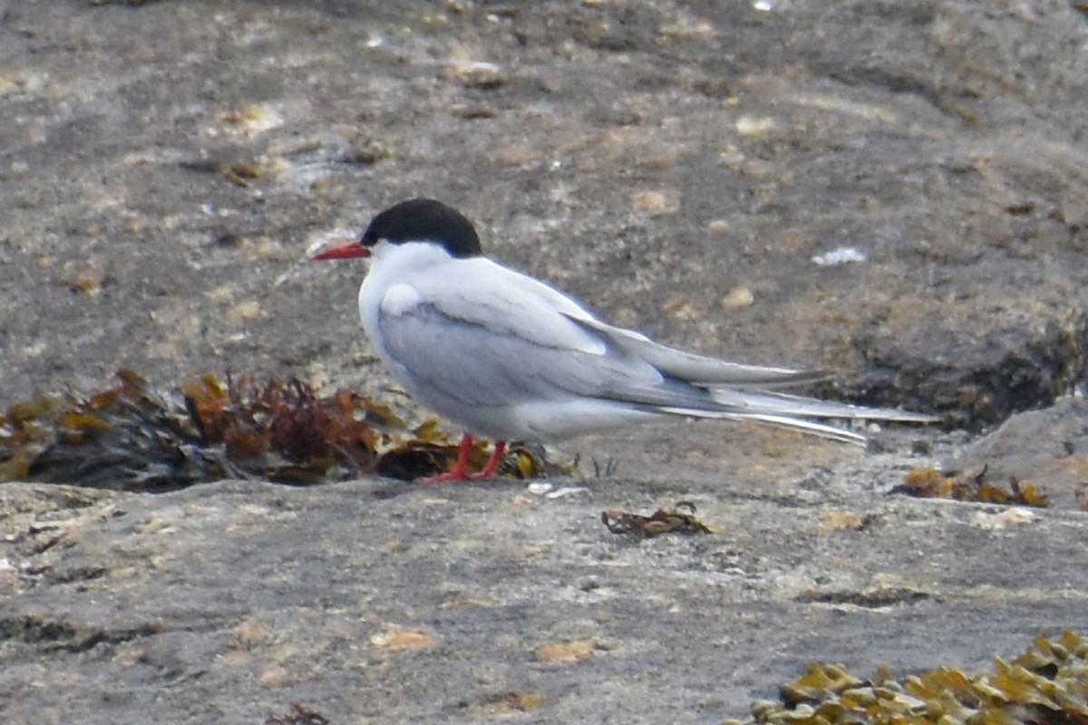 Arctic Tern - ML638919465