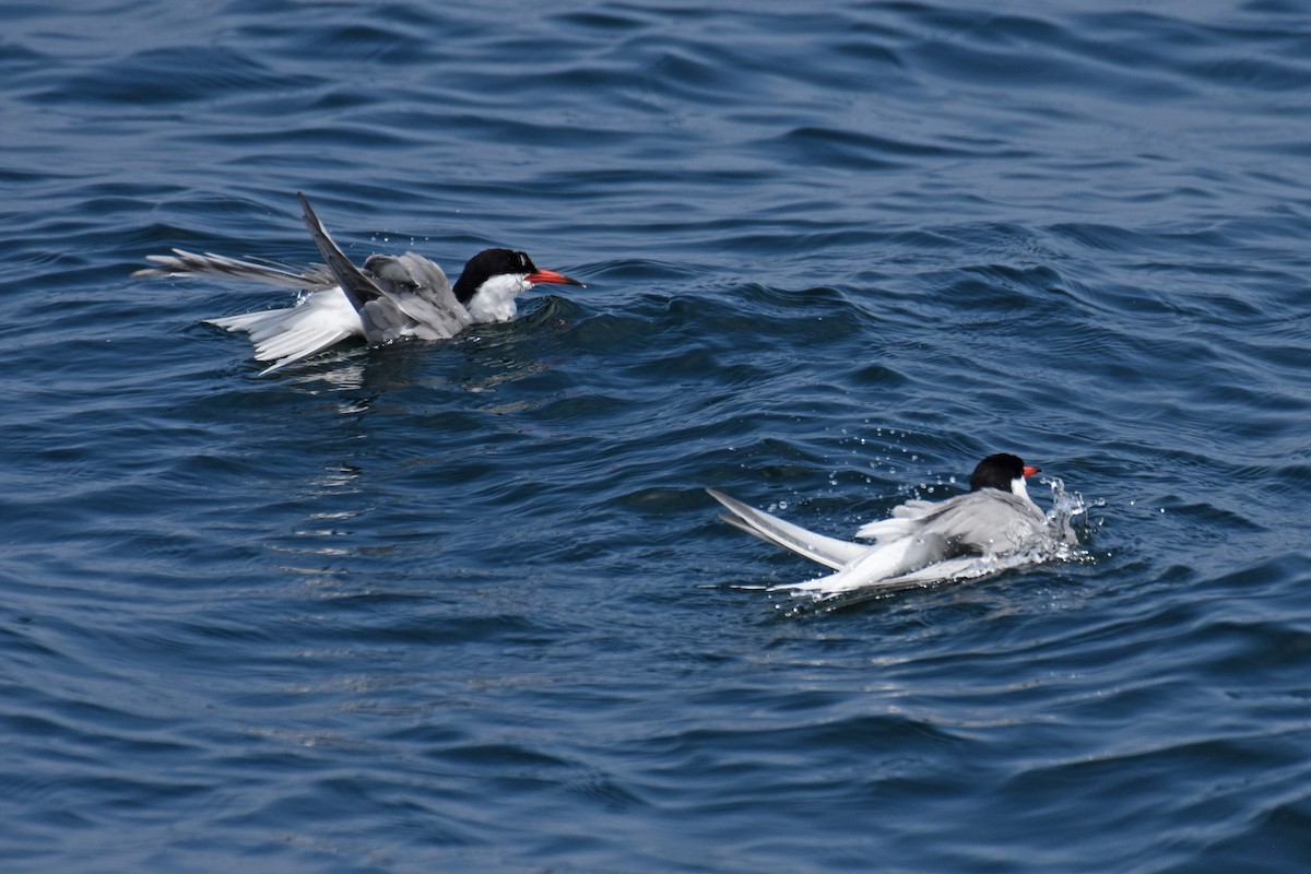 Common Tern - ML638919480