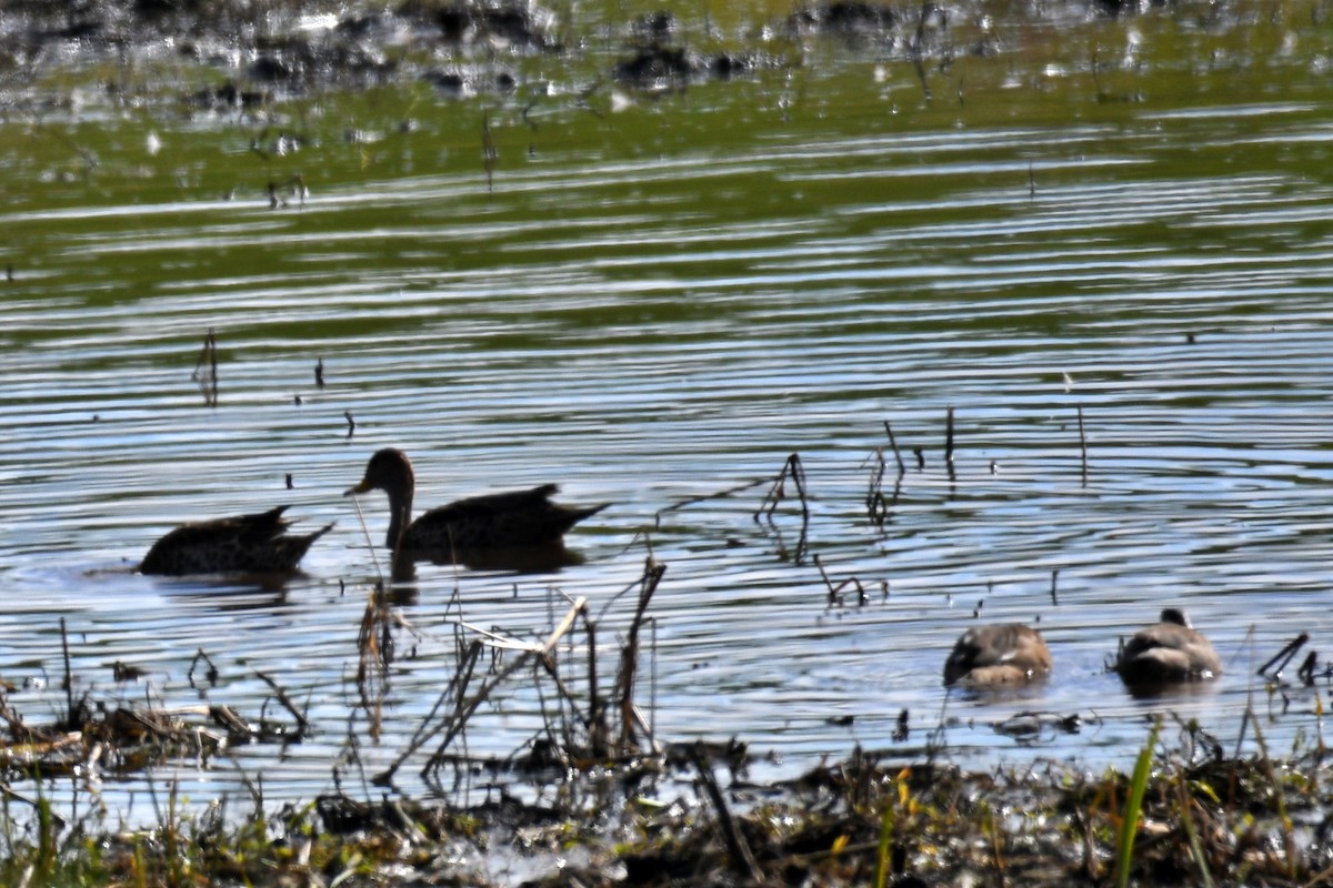 Yellow-billed Pintail - ML638919489