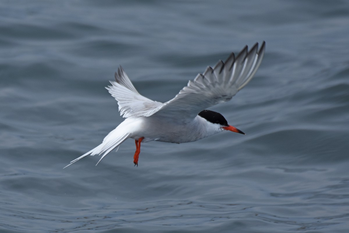 Common Tern - ML638919497