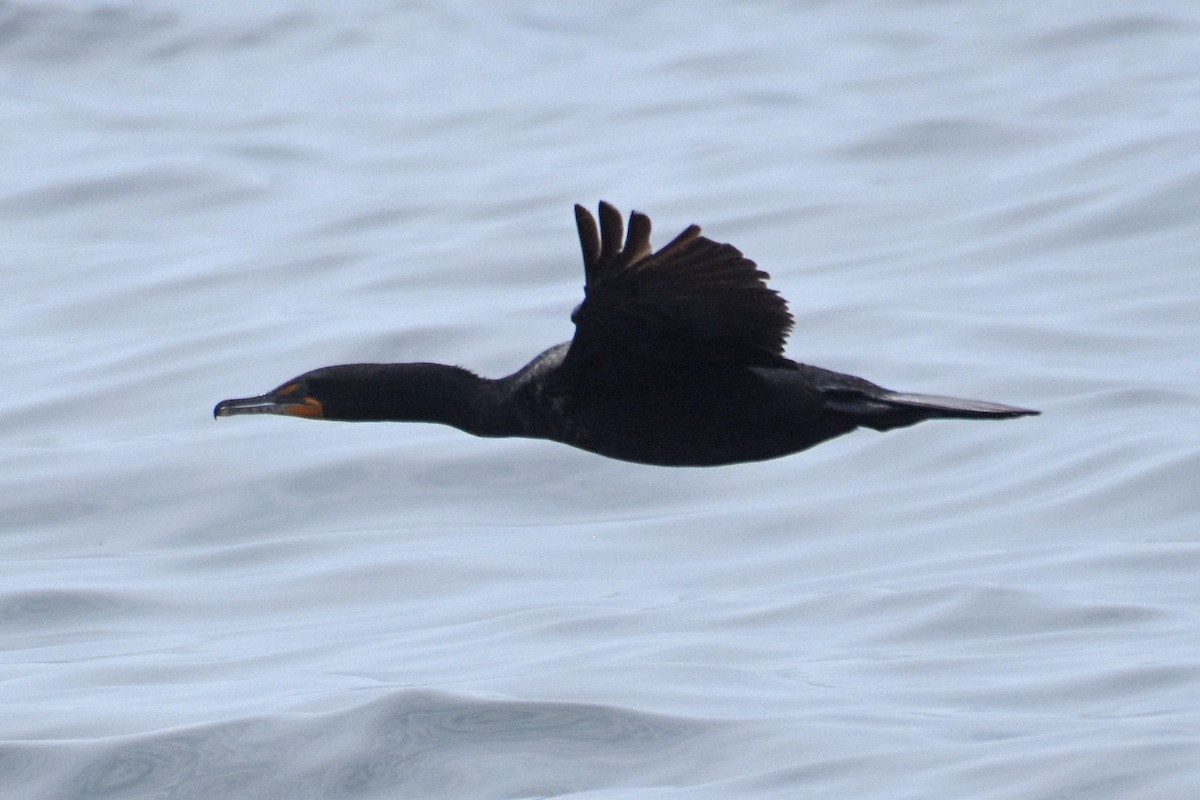 Double-crested Cormorant - ML638919524