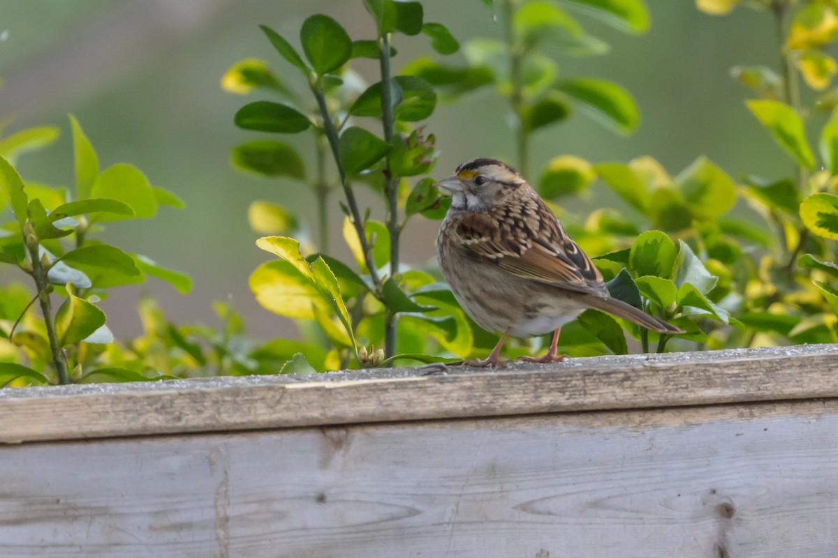 White-throated Sparrow - ML638919545