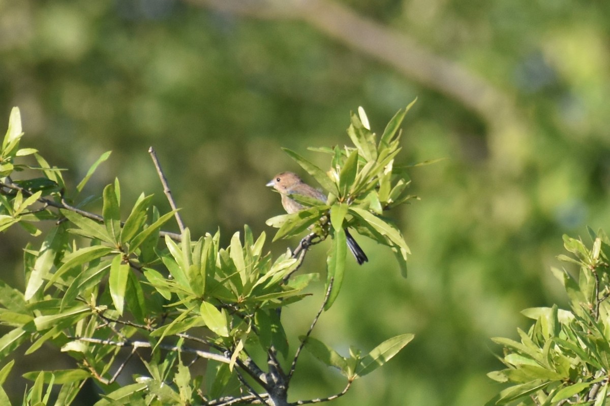 indigospurv - ML638919635