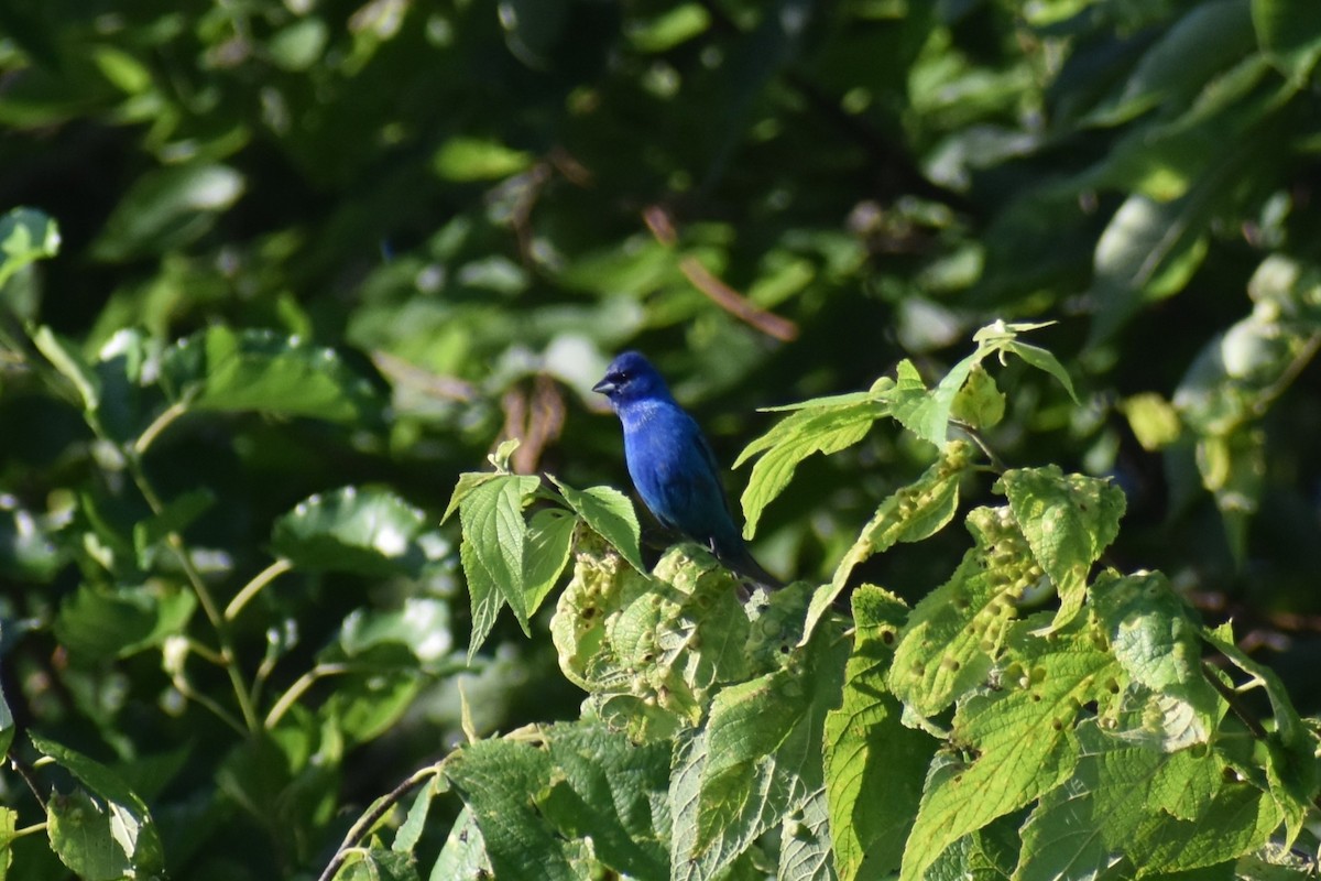 indigospurv - ML638919636