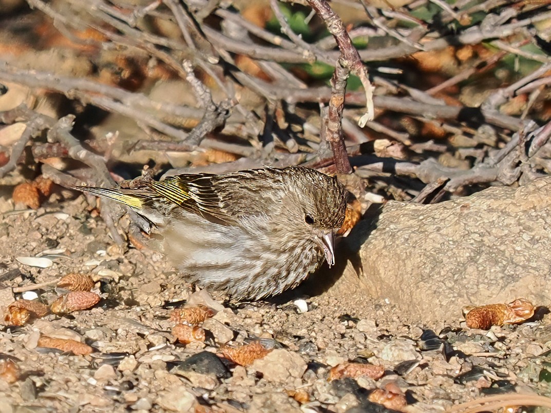 Pine Siskin - ML638919645