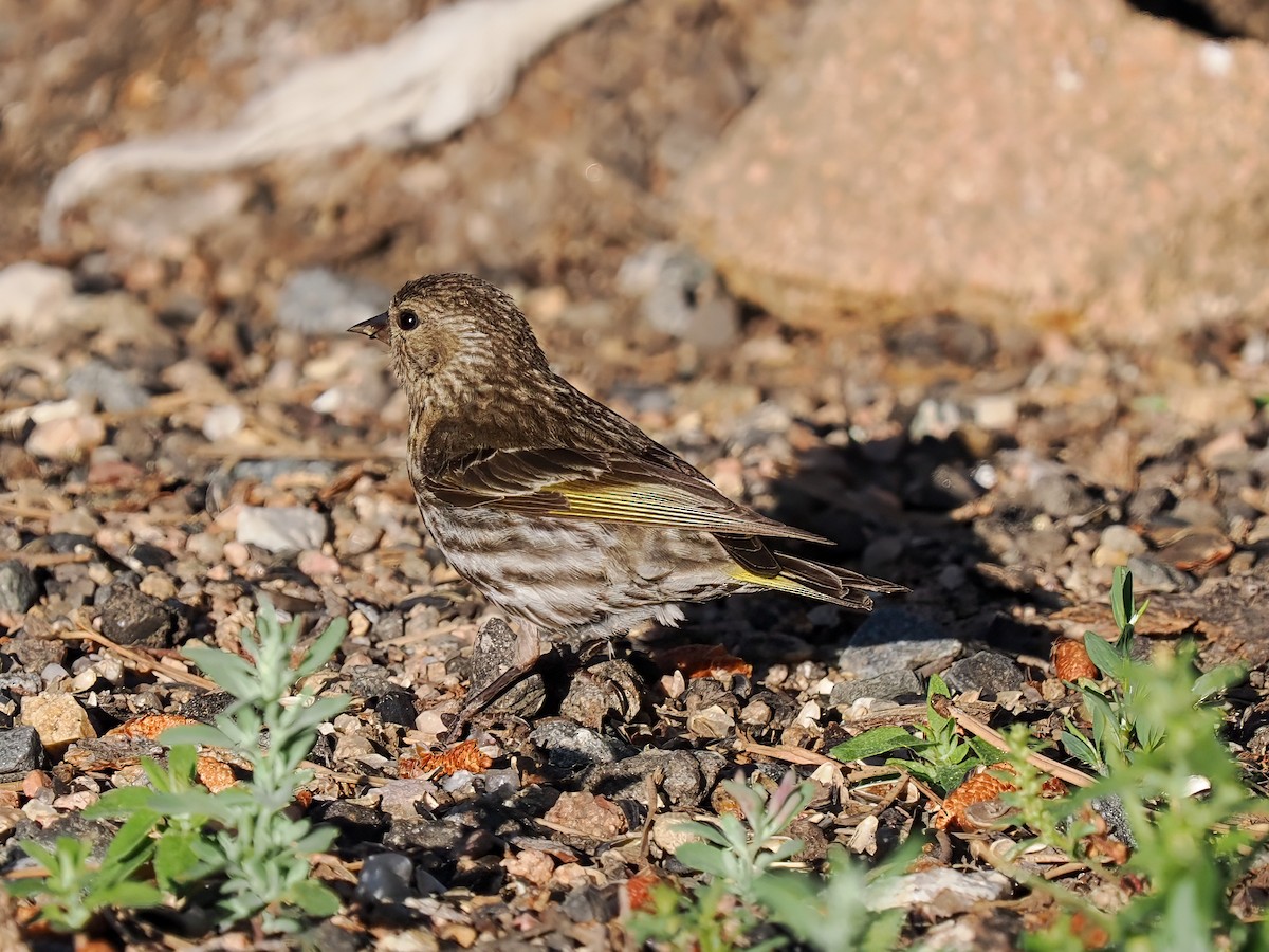 Pine Siskin - ML638919646