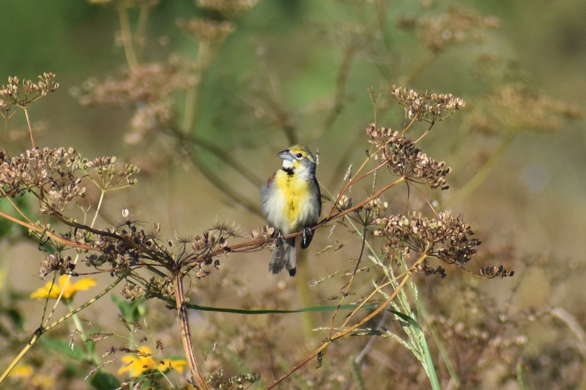 sisselspurv - ML638919650