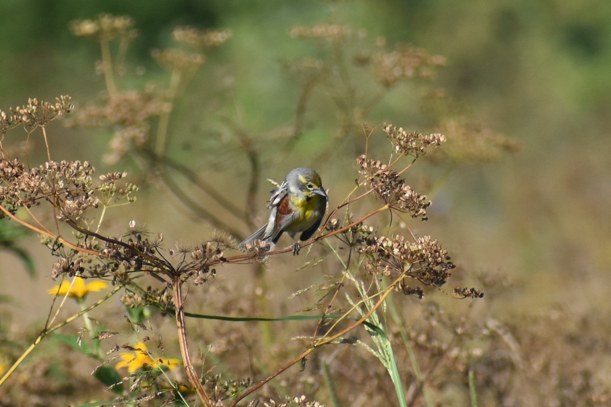 sisselspurv - ML638919651