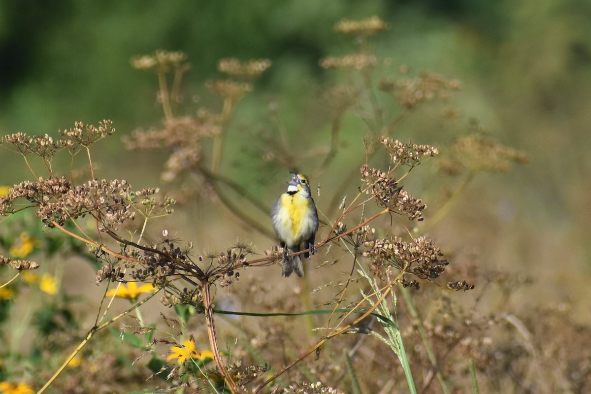 sisselspurv - ML638919652