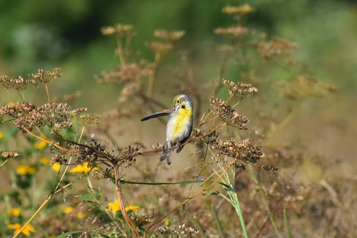 sisselspurv - ML638919653