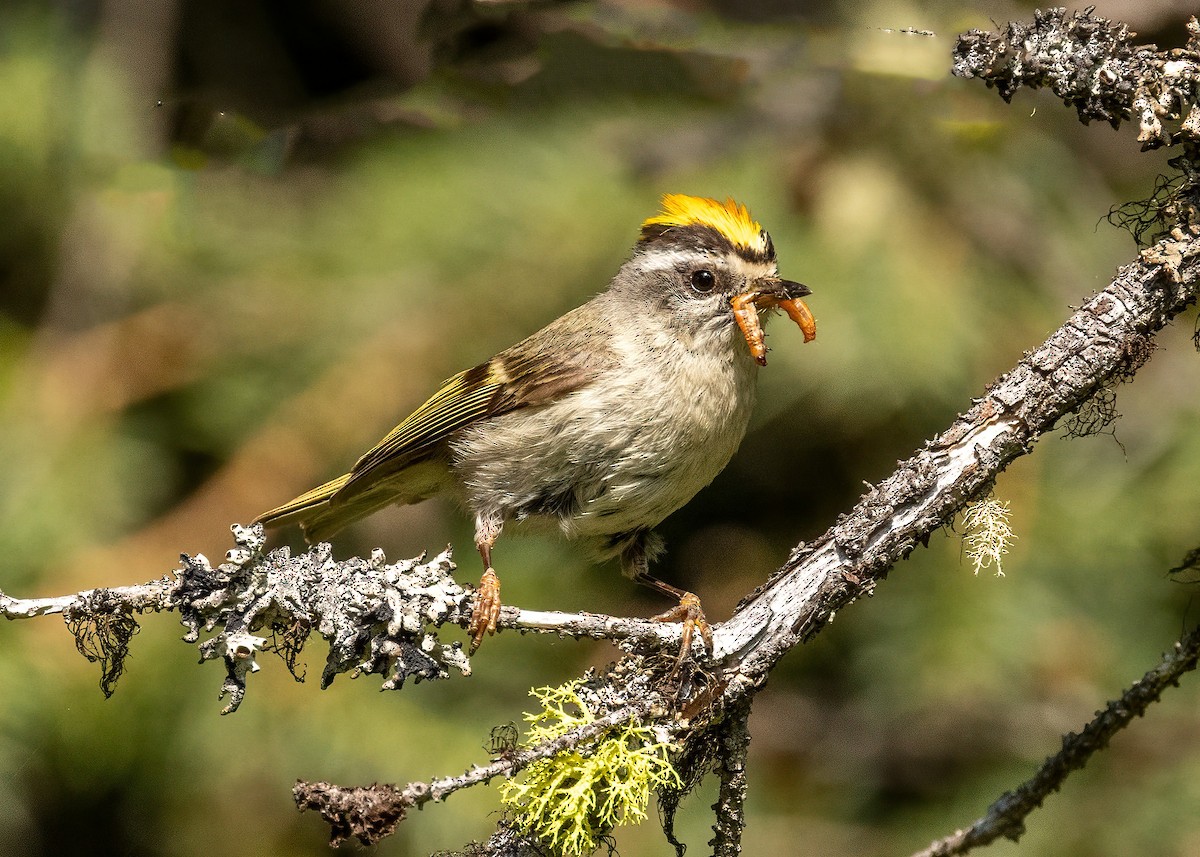 Golden-crowned Kinglet - ML638919654