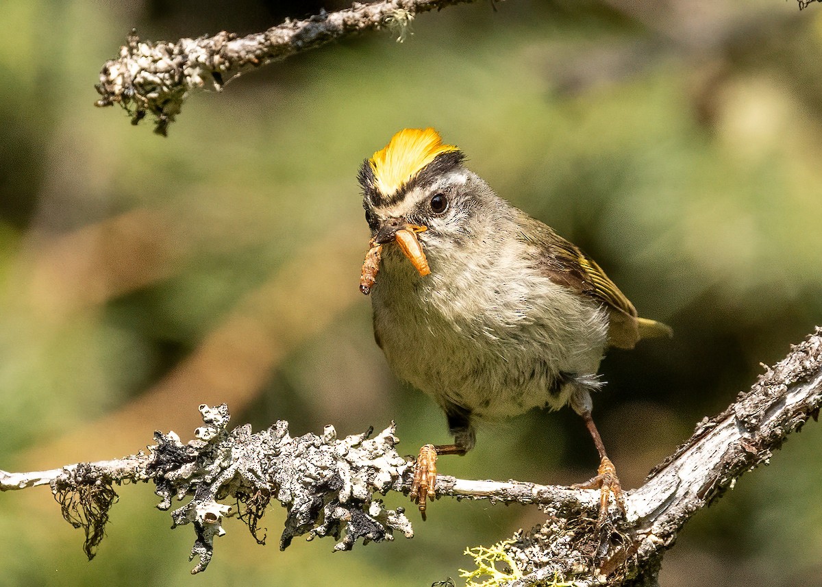 Golden-crowned Kinglet - ML638919657