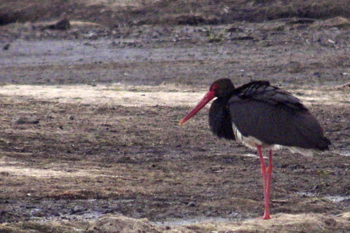 svartstork - ML638919658