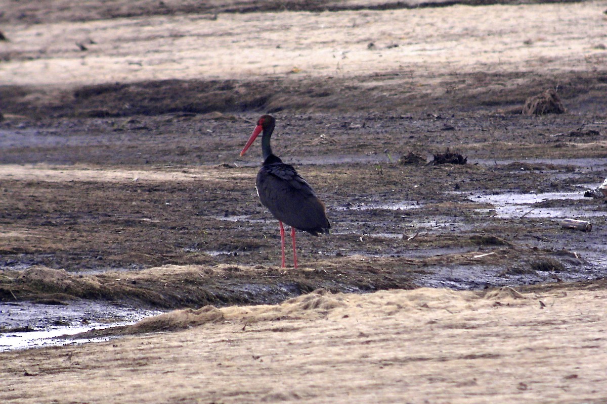 svartstork - ML638919659
