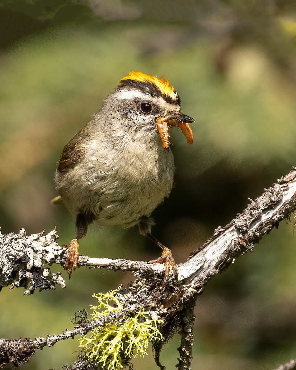 Golden-crowned Kinglet - ML638919671