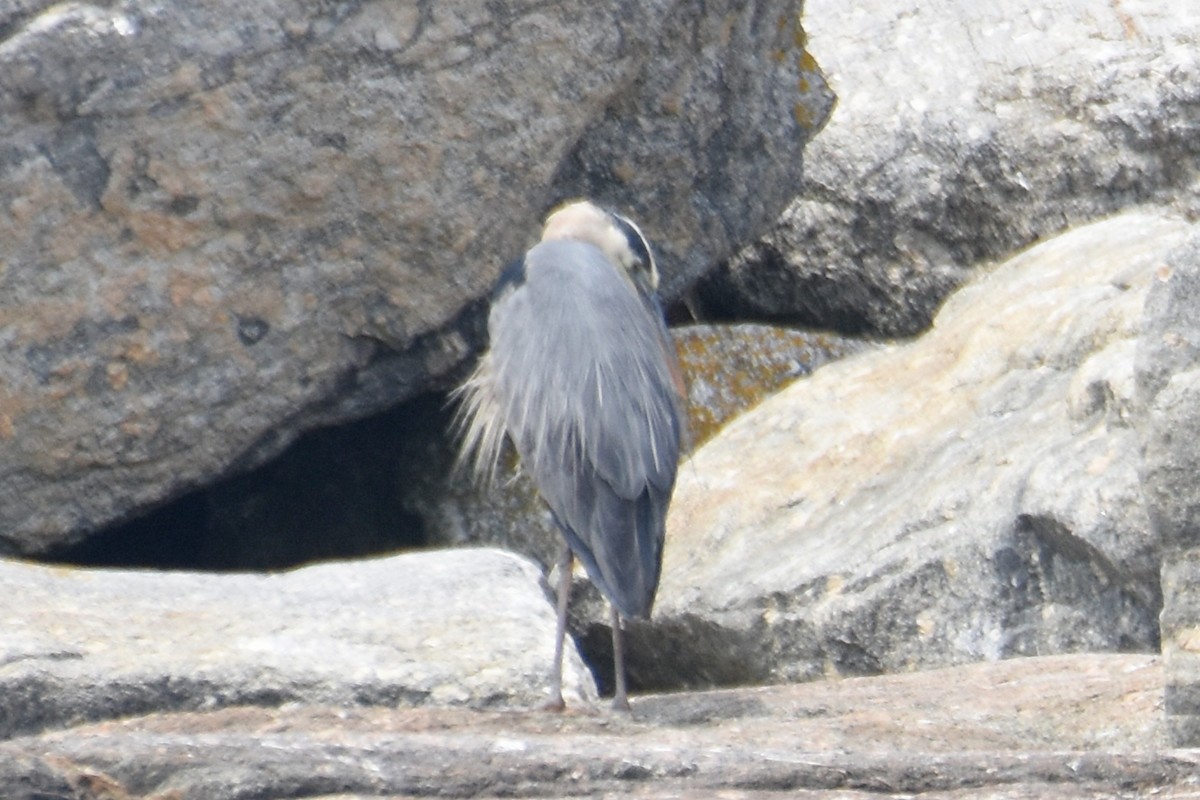 Great Blue Heron - ML638919679