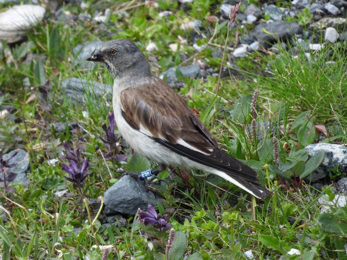 Niverolle alpine - ML638919695