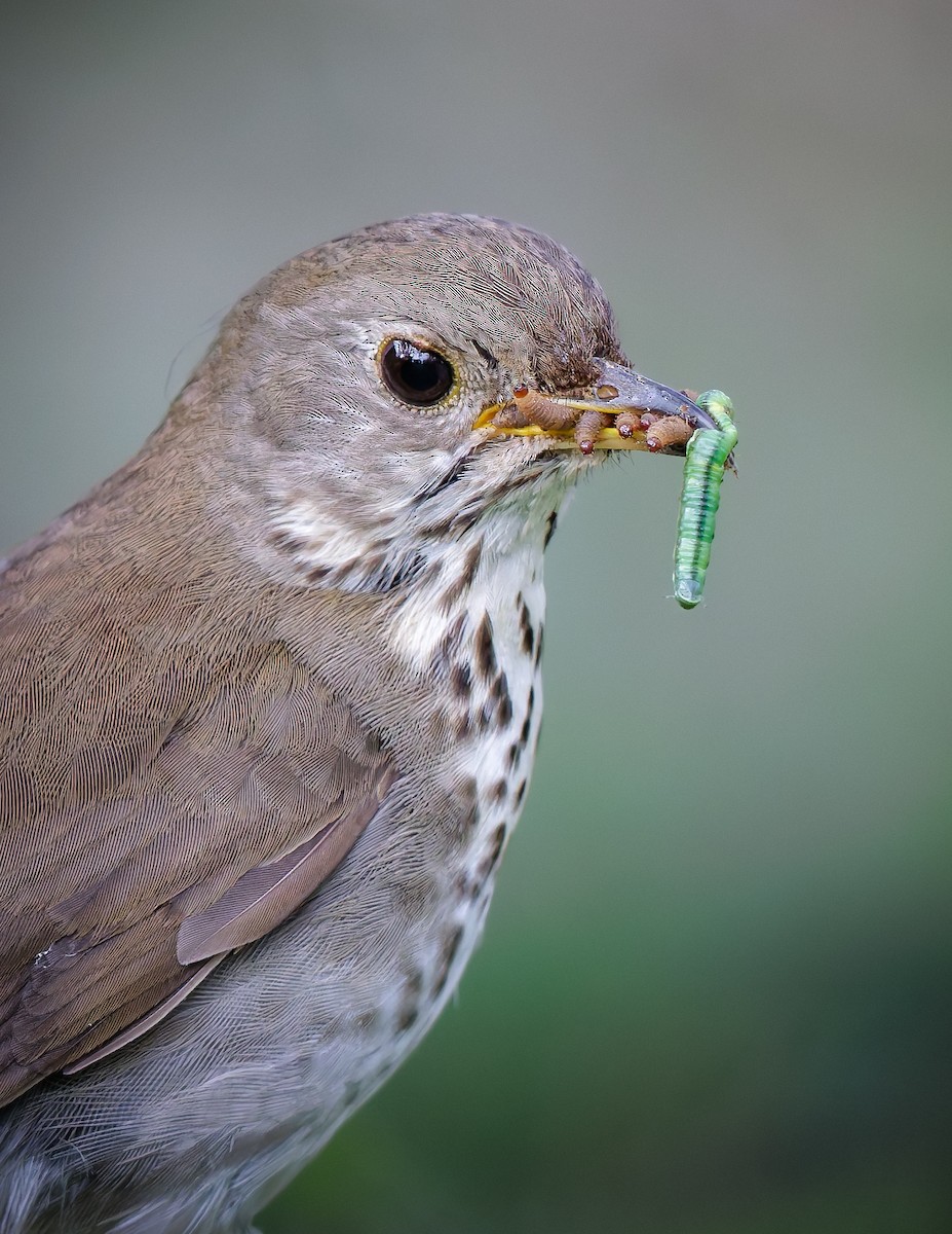 Bicknell's Thrush - ML638919697