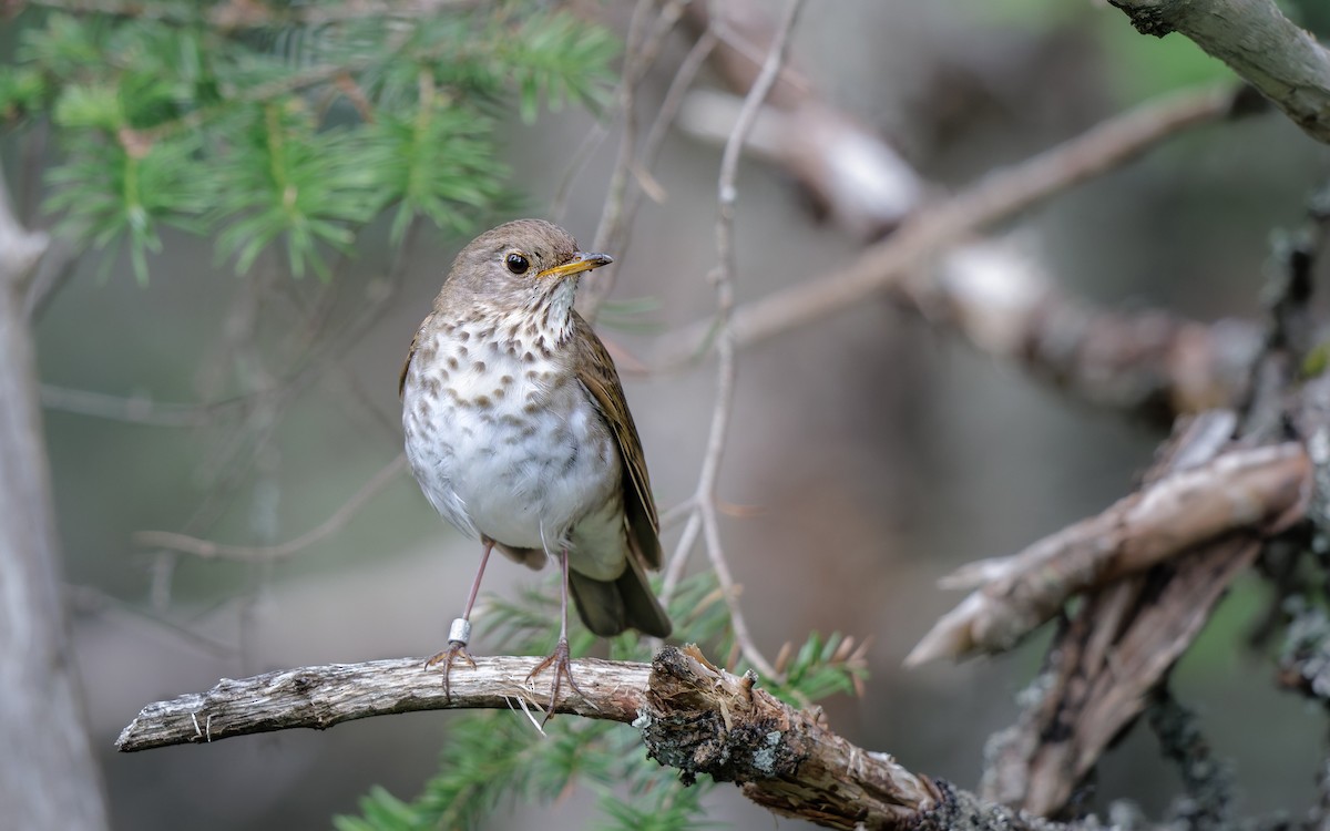 Bicknell's Thrush - ML638919701