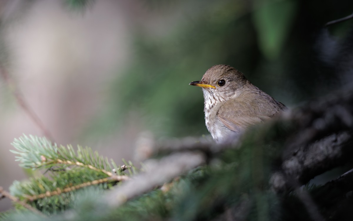 Bicknell's Thrush - ML638919702