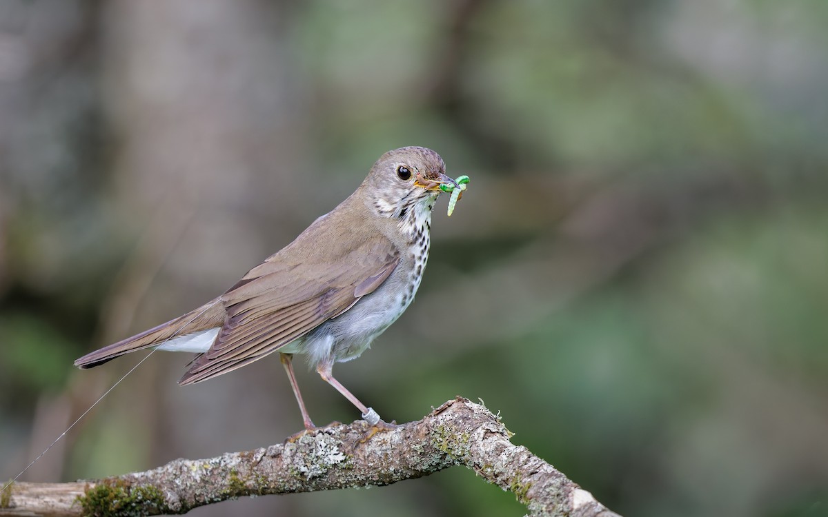 Bicknell's Thrush - ML638919704